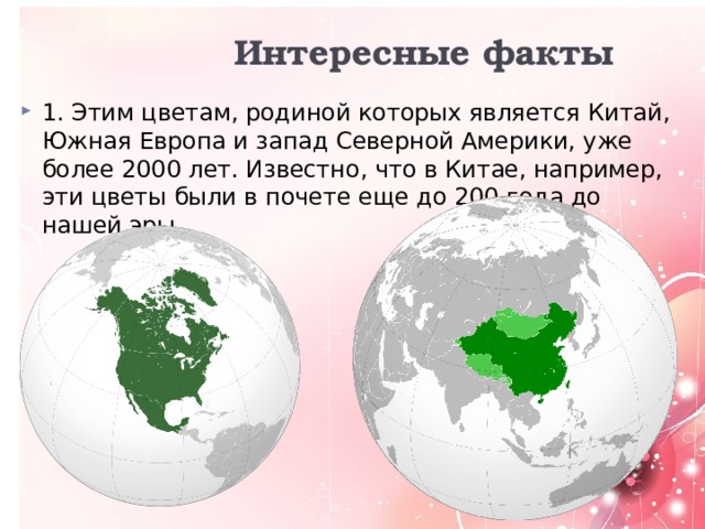  Интересные факты 1. Этим цветам, родиной которых является Китай, Южная Европа и запад Северной Америки, уже более 2000 лет. Известно, что в Китае, например, эти цветы были в почете еще до 200 года до нашей эры. 