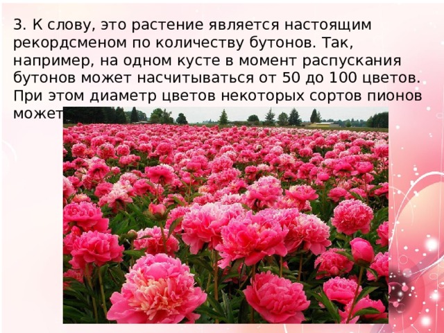 3. К слову, это растение является настоящим рекордсменом по количеству бутонов. Так, например, на одном кусте в момент распускания бутонов может насчитываться от 50 до 100 цветов. При этом диаметр цветов некоторых сортов пионов может составлять до 25 сантиметров . 