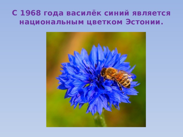 С 1968 года василёк синий является национальным цветком Эстонии. 