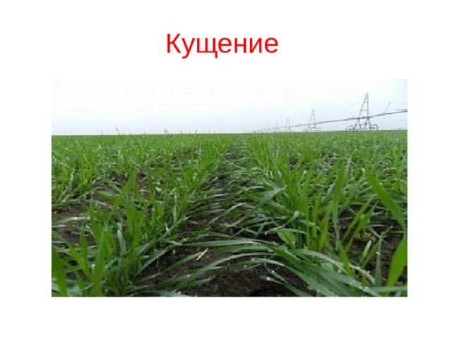 Кущение 