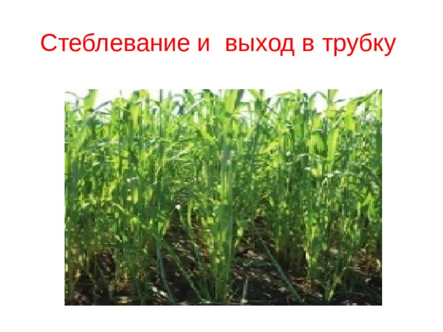 Стеблевание и  выход в трубку  