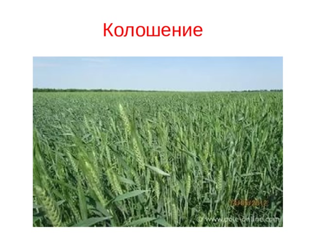 Колошение 