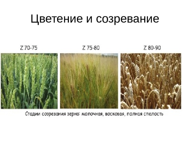 Цветение и созревание 