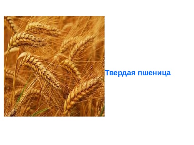     Твердая пшеница  