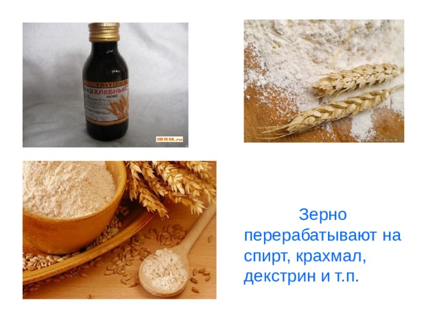  Зерно перерабатывают на спирт, крахмал, декстрин и т.п. 