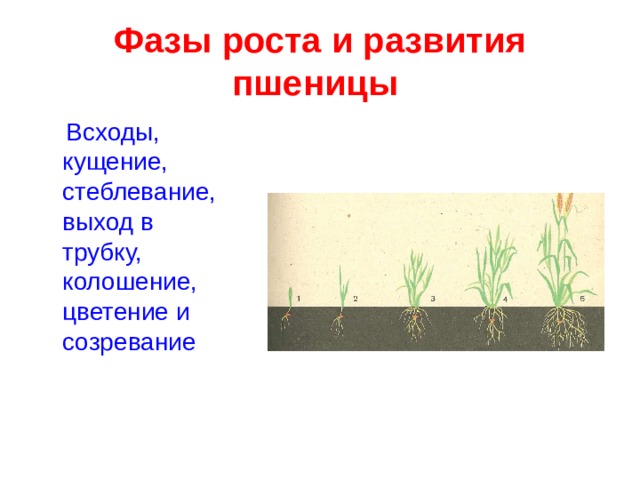 Фазы роста и развития пшеницы. Фазы развития пшеницы. Проект на тему пшеница 3 класс.