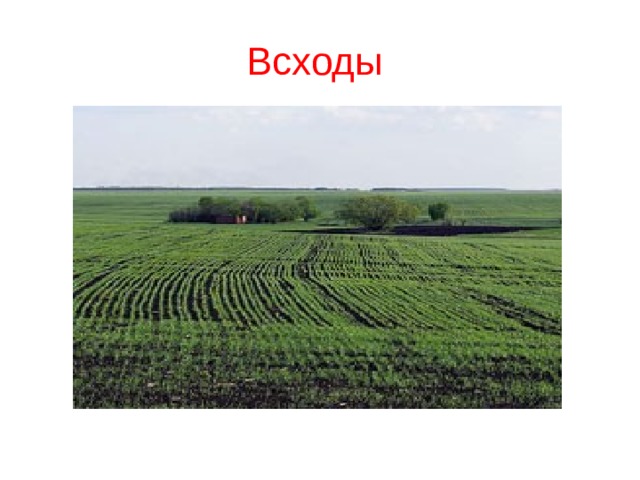 Всходы 