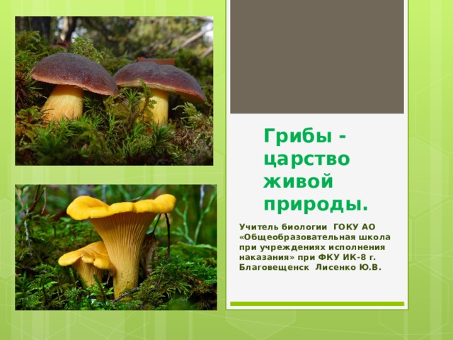 Грибы - царство живой природы.    Учитель биологии ГОКУ АО «Общеобразовательная школа при учреждениях исполнения наказания» при ФКУ ИК-8 г. Благовещенск Лисенко Ю.В. 