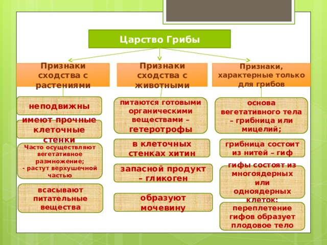 Царство Грибы Признаки сходства с животными Признаки, характерные только для грибов Признаки сходства с растениями неподвижны питаются готовыми органическими веществами – гетеротрофы основа  вегетативного тела – грибница или мицелий; имеют прочные клеточные стенки грибница состоит из нитей – гиф в клеточных стенках хитин    Часто осуществляют вегетативное размножение; - растут верхушечной частью верхушечной частью; запасной продукт – гликоген гифы состоят из многоядерных или одноядерных клеток; всасывают питательные вещества образуют мочевину переплетение гифов образует плодовое тело 