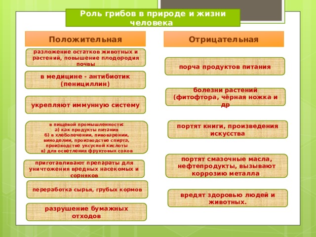 Роль грибов в природе и жизни человека Отрицательная Положительная разложение остатков животных и растений, повышение плодородия почвы порча продуктов питания в медицине - антибиотик (пенициллин) болезни растений (фитофтора, чёрная ножка и др укрепляют иммунную систему портят книги, произведения искусства в пищевой промышленности: а) как продукты питания б) в хлебопечении, пивоварении, виноделии, производстве спирта, производстве уксусной кислоты в) для осветления фруктовых соков портят смазочные масла, нефтепродукты, вызывают коррозию металла ; приготавливают препараты для уничтожения вредных насекомых и сорняков переработка сырья, грубых кормов вредят здоровью людей и животных. разрушение бумажных отходов 