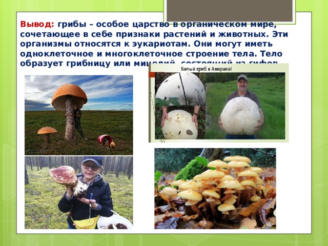 Вывод: грибы – особое царство в органическом мире, сочетающее в себе признаки растений и животных. Эти организмы относятся к эукариотам. Они могут иметь одноклеточное и многоклеточное строение тела. Тело образует грибницу или мицелий, состоящий из гифов 