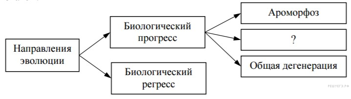 Рисунок прогресса и регресса. Реакции матричного синтеза схема. Реакции матричного синтеза схема Синтез белка. Реакции матричного синтеза Синтез белка. Матричный Синтез схема