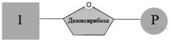 Напишите название мономера который составляет основу молекулы показанной на рисунке