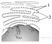 Функциями органоида обозначенного на рисунке цифрой 2 является синтез и транспорт органических