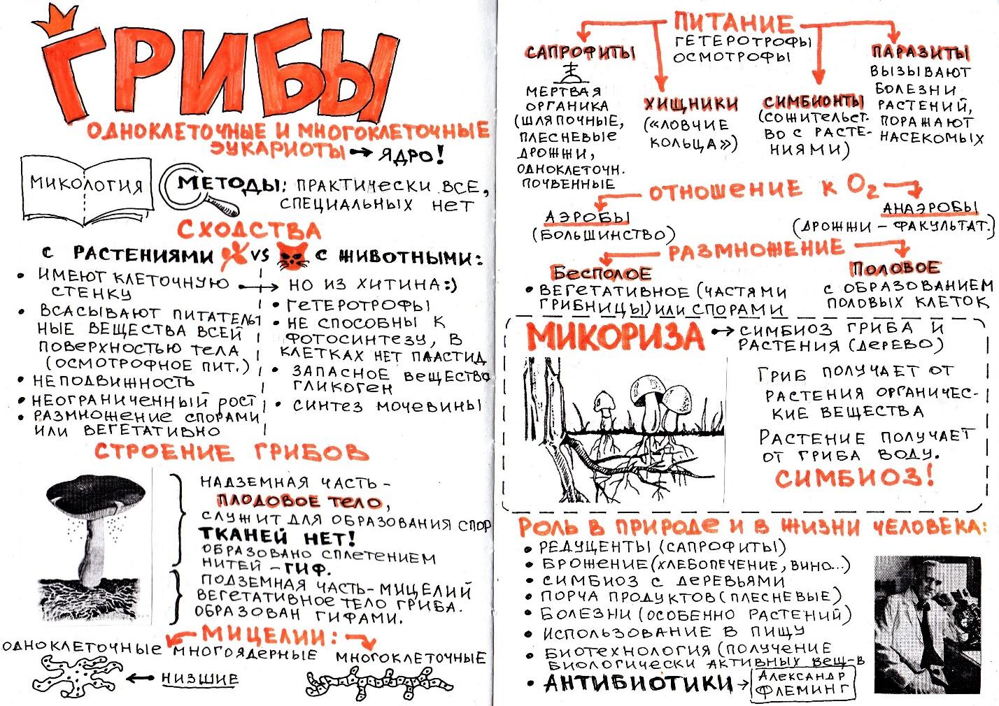 Графический конспект по теме 