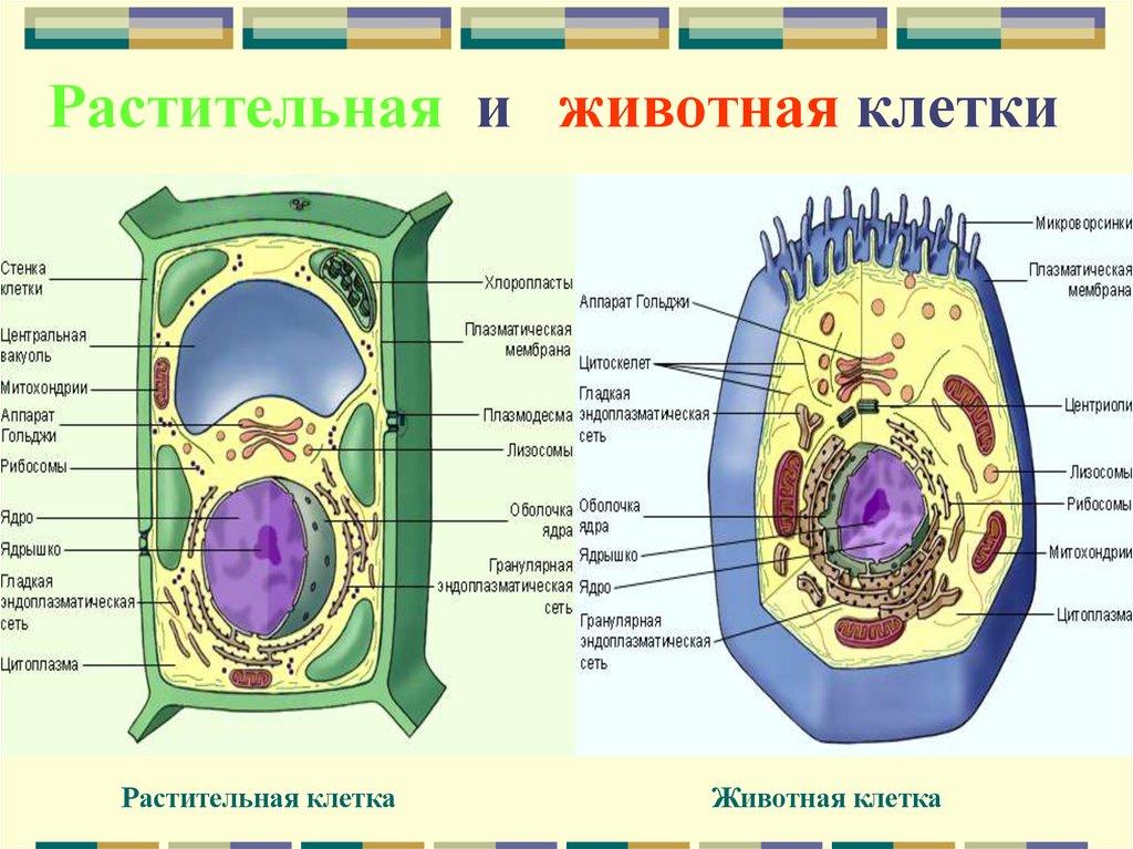 Есть ли у растений клетки. Схема строения животной и растительной клетки. Схема строения животной и растительной клетки рисунок. Схема строения животной клетки и растительной клетки. Строение растительной и животной клетки 6 класс.