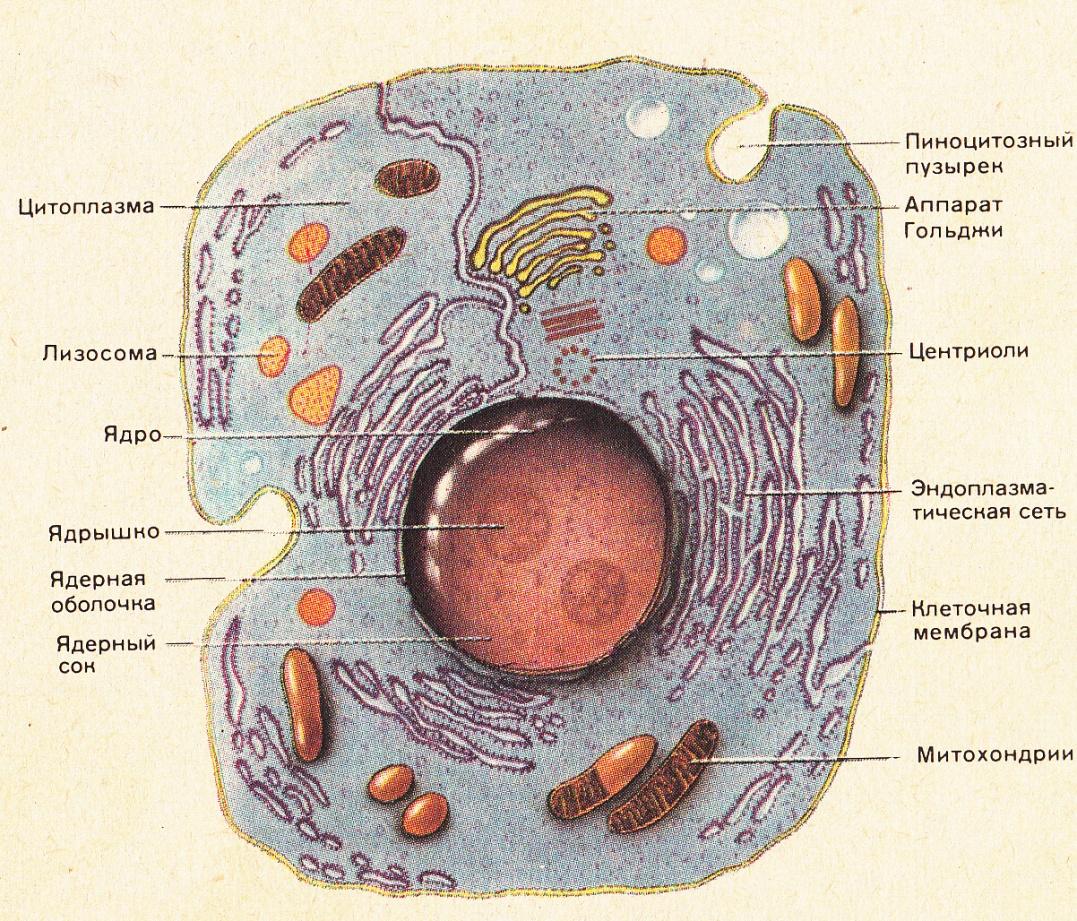 Клетка человека изображение. Схема микроскопического строения животной клетки. Схема строения живой клетки по данным электронного микроскопа. Строение животной клетки под микроскопом. Живая клетка под электронным микроскопом рисунок.