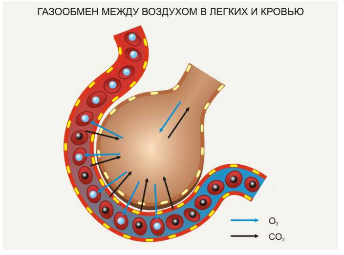 Обмен газов между легочным воздухом и. Газообмен в альвеолах. Газообмен в альвеолах легких. Газообмен в тканях диффузия. Схема газообмена.