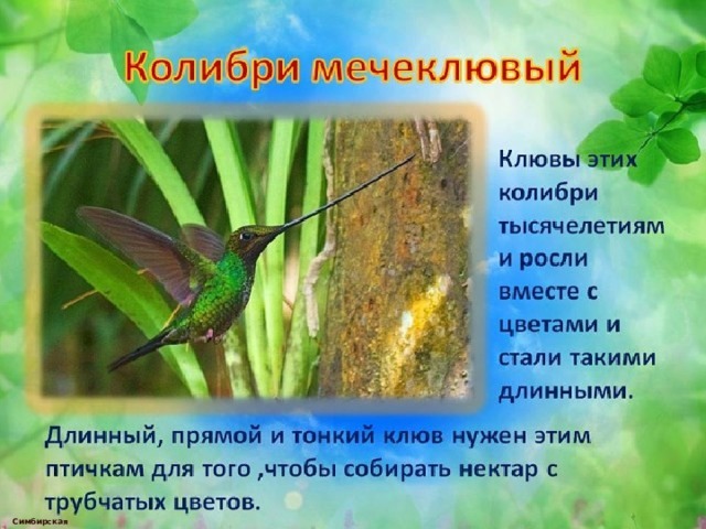  Симбирская М.А. 