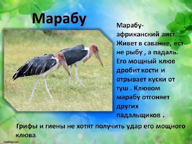  Симбирская М.А. 
