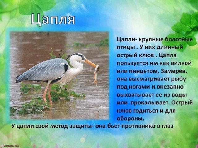  Симбирская М.А. 