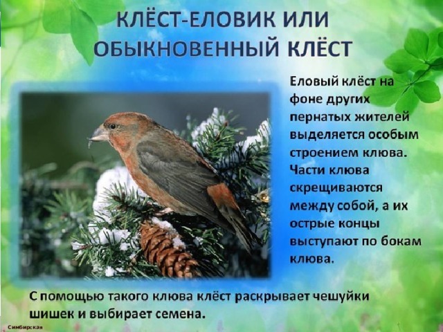  Симбирская М.А. 