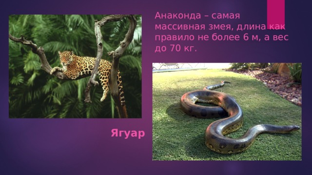 Анаконда – самая массивная змея, длина как правило не более 6 м, а вес до 70 кг. Ягуар 