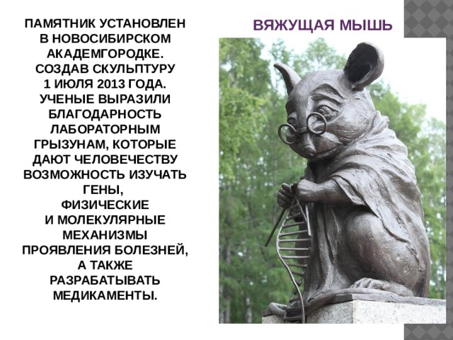 ВЯЖУЩАЯ МЫШЬ ПАМЯТНИК УСТАНОВЛЕН В НОВОСИБИРСКОМ АКАДЕМГОРОДКЕ. СОЗДАВ СКУЛЬПТУРУ 1 ИЮЛЯ 2013 ГОДА. УЧЕНЫЕ ВЫРАЗИЛИ БЛАГОДАРНОСТЬ ЛАБОРАТОРНЫМ ГРЫЗУНАМ, КОТОРЫЕ ДАЮТ ЧЕЛОВЕЧЕСТВУ ВОЗМОЖНОСТЬ ИЗУЧАТЬ ГЕНЫ, ФИЗИЧЕСКИЕ И МОЛЕКУЛЯРНЫЕ МЕХАНИЗМЫ ПРОЯВЛЕНИЯ БОЛЕЗНЕЙ, А ТАКЖЕ РАЗРАБАТЫВАТЬ МЕДИКАМЕНТЫ. 
