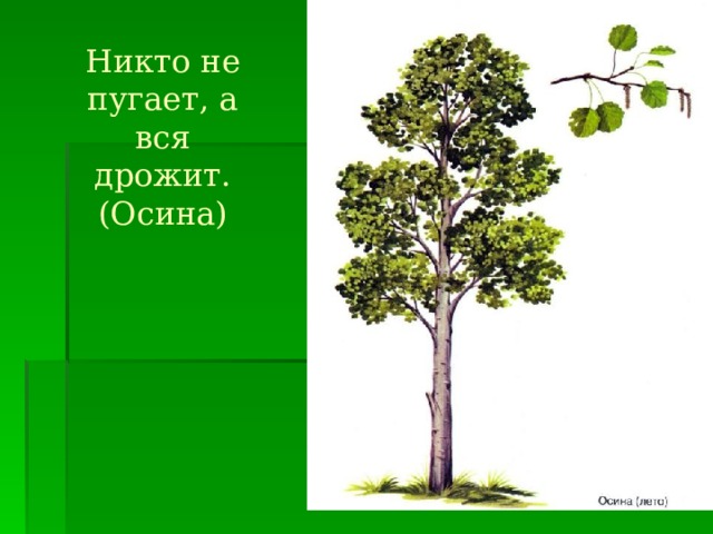 Никто не пугает а вся. Осина дрожащая. Никто не пугает а вся дрожит. Осина трясущаяся.