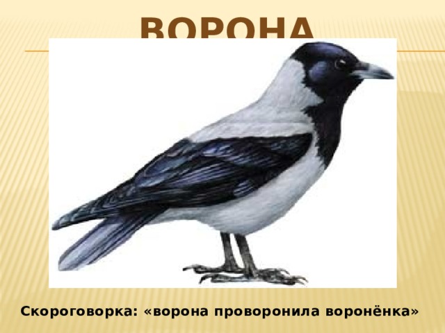 Ворона Скороговорка: «ворона проворонила воронёнка» 