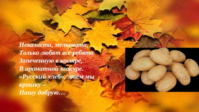 Неказиста, мелковата, Только любят все ребята Запеченную в костре, В ароматной кожуре. «Русский хлеб», зовѐм мы крошку – Нашу добрую… 