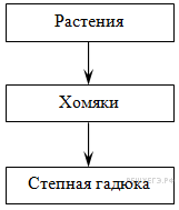 Составить цепь питания степи. Схема цепи питания Степной цепи. Схема цепи питания характерной для Степной зоны. Схема питания в зоне степей. Цепь питания в зоне степей.