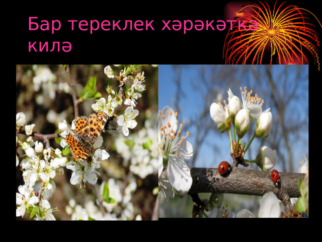 Бар тереклек хәрәкәткә килә 