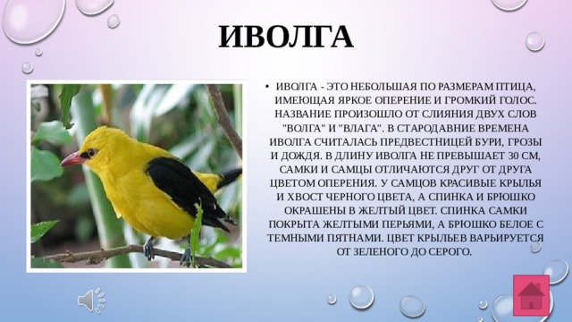 ИВолга Иволга - это небольшая по размерам птица, имеющая яркое оперение и громкий голос. Название произошло от слияния двух слов 