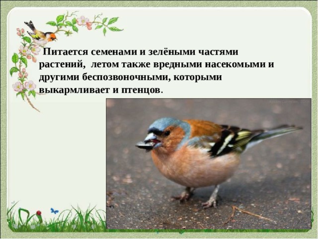 Животные которые питаются семенами растений