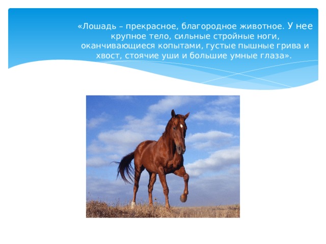 «Лошадь – прекрасное, благородное животное. У нее крупное тело, сильные стройные ноги, оканчивающиеся копытами, густые пышные грива и хвост, стоячие уши и большие умные глаза». 