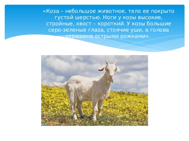 «Коза – небольшое животное, тело ее покрыто густой шерстью. Ноги у козы высокие, стройные, хвост – короткий. У козы большие серо-зеленые глаза, стоячие уши, а голова украшена острыми рожками». 