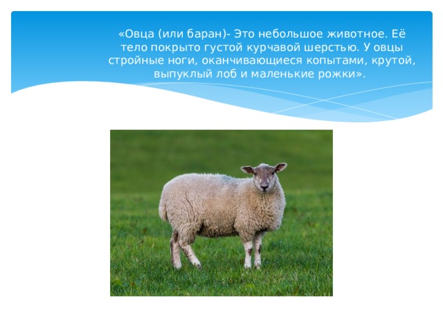 «Овца (или баран)- Это небольшое животное. Её тело покрыто густой курчавой шерстью. У овцы стройные ноги, оканчивающиеся копытами, крутой, выпуклый лоб и маленькие рожки». 