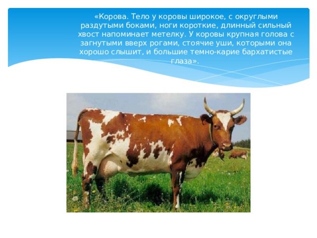 «Корова. Тело у коровы широкое, с округлыми раздутыми боками, ноги короткие, длинный сильный хвост напоминает метелку. У коровы крупная голова с загнутыми вверх рогами, стоячие уши, которыми она хорошо слышит, и большие темно-карие бархатистые глаза». 