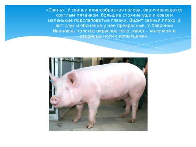 «Свинья. У свиньи клинообразная голова, оканчивающаяся круглым пятачком, большие стоячие уши и совсем маленькие подслеповатые глазки. Видит свинья плохо, а вот слух и обоняние у нее прекрасные. У Хавроньи Ивановны толстое округлое тело, хвост – колечком и стройные ноги с копытцами». 
