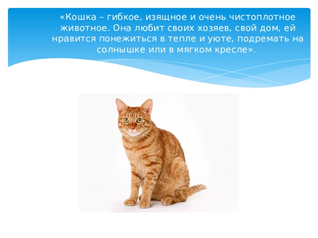 «Кошка – гибкое, изящное и очень чистоплотное животное. Она любит своих хозяев, свой дом, ей нравится понежиться в тепле и уюте, подремать на солнышке или в мягком кресле». 