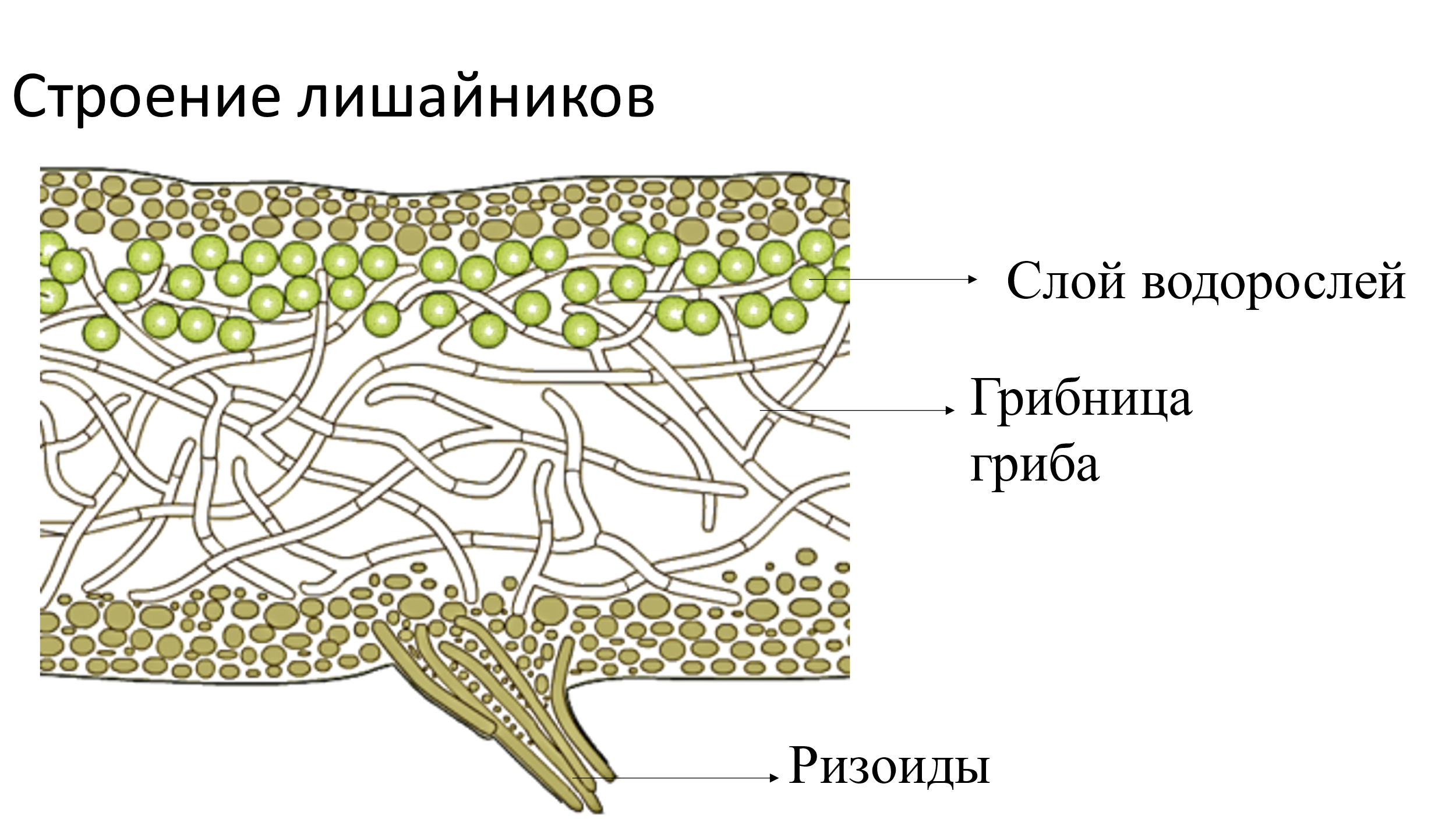 Тело лишайника состоит из гриба и водоросли. Строение лишайника таллом слоевище. Строение слоевища лишайника. Схема слоевища лишайника. Схема строения лишайника 5 класс биология.