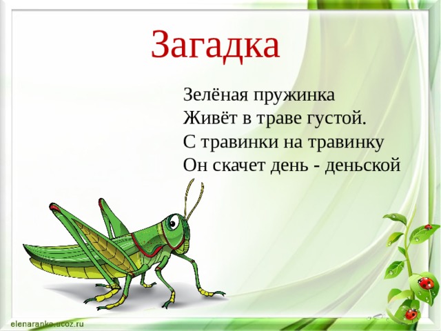 Загадка Зелёная пружинка  Живёт в траве густой.  С травинки на травинку  Он скачет день - деньской 