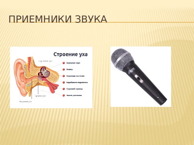 ПРИЕМНИКИ ЗВУКА Естественным приемником звуковых волн является ухо человека. Чувствительность уха такова, что мы воспринимаем звук при давлении звуковых волн при 10^(-6) Па. Чувствительность уха неодинакова к звуковым колебаниям различных частот. В области НЧ чувствительность уха резко снижается. Так, чувствительность уха к частоте 100 Гц приблизительно в 1000 раз меньше, чем к звуку частотой 1000 Гц. Одним из технических приемников звука является микрофон. Микрофон преобразует звуковые колебания в электрические. Микрофоны, как и ухо, также характеризуются определенной чувствительностью. Она зависит от частоты. Восприятие звуков человеком субъективно. Например: один и тот же звук два человека могут воспринимать по-другому: одному звук кажется нормальным, а другому- громким. Поэтому перечисленные ниже характеристики звука называют субъективными.  