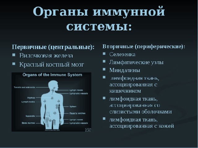 Иммунная система это. Органы иммунной системы. Иммунная система таблица. Общие понятия об иммунной системе. Понятие об иммунокомпетентной системе.