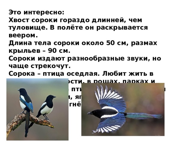 Звуки издаваемые сорокой. Какие звуки издает сорока. Какие звуки издает сорока в Сказ Ах.