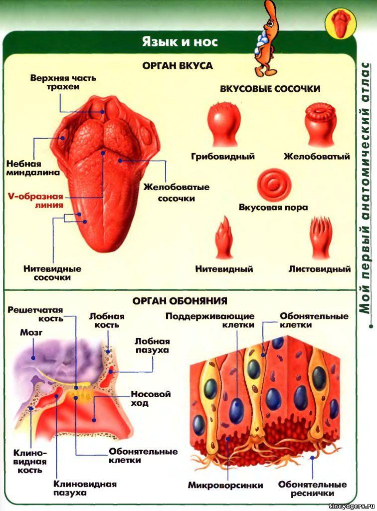 Схема органа вкуса