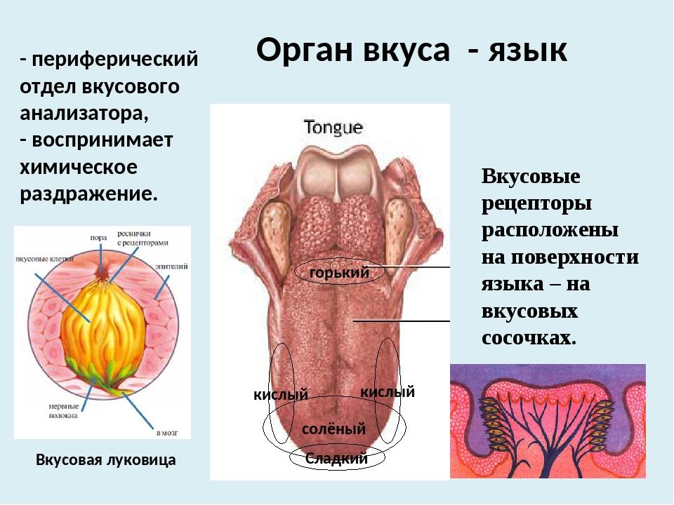 Схема органа вкуса