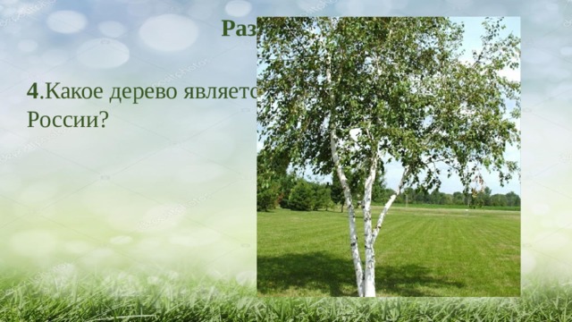 Разминка - Загадки 4 .Какое дерево является символом России? 