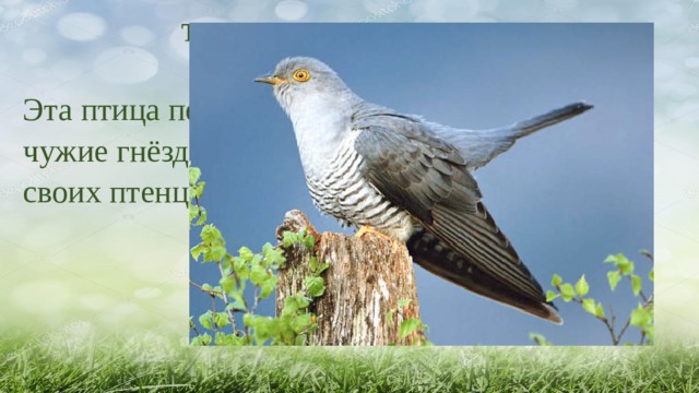 ТУР № 2 «Лесные жители» Эта птица подкидывает свои яйца в чужие гнёзда и не воспитывает своих птенцов     